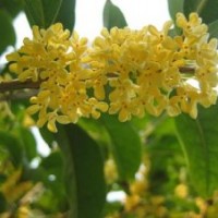莎莎園藝|河北區桂花小苗|桂花小苗基地