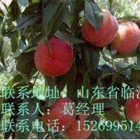 臨沂桃樹苗，桃樹接穗，桃樹