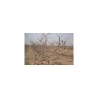 1---5公分山楂樹批發 山楂樹價格