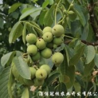 栽植的核桃樹四五年不結果是什么原因？