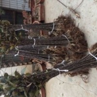 出售正宗一年生甘肅 天水花牛蘋果樹苗 蘋果苗批發