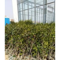 綠化樹苗、水果樹苗