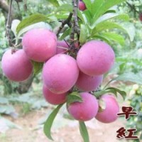供應陽豐柿子苗