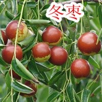 我苗圃供應棗樹苗、山西棗樹苗、批發(fā)棗樹苗、嫁接棗樹苗品種