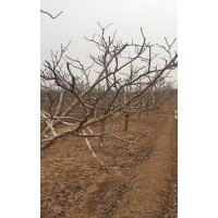 供應山楂樹