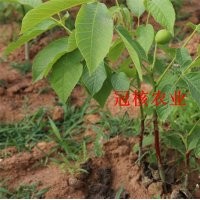 核桃苗什么栽植季節--什么時候栽植核桃苗好