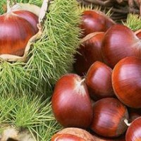 中華栗王板栗苗，大紅袍板栗苗，寶元板栗苗