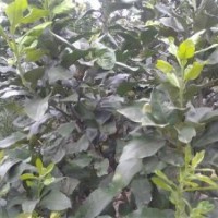 供應正宗福建（永春）蘆柑苗