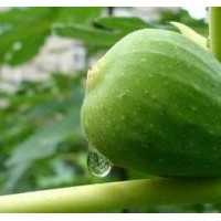 大青皮、日本紫無花果
