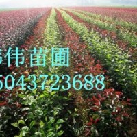 龍豐果接穗，美國抗寒大櫻桃接穗，吉勝雞心李子接穗，龍秋果接穗