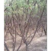 3、4、5公分山桃樹桃樹大量低價出售