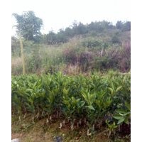 供應桂橙一號鹿寨無核蜜橙優(yōu)質(zhì)果苗