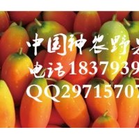 2016最有前景水果 紅參果種苗供應