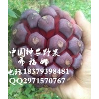 黑老虎布福娜種苗供應