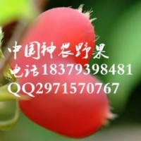 最美水果相思果種苗批發供應