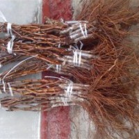 大量批發占地葡萄苗、金葉榆等苗木