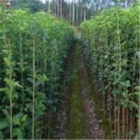 內江市桂花苗、利源桂花、淘寶桂花苗