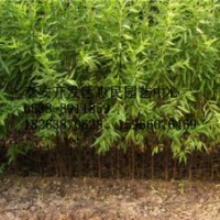 山東泰安0.3-0.5-1公分桃樹(shù)小苗批發(fā)價(jià)格