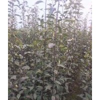 低價供應：梨樹，梨樹苗（成品苗與實生苗）