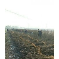 低價(jià)出售花椒苗、桃樹苗、速生楊樹苗、欒樹苗、冬青苗大葉女貞