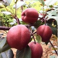 奧紅一號(hào)紅梨苗
