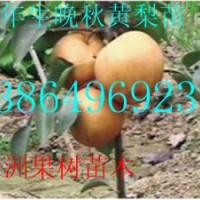 供應3公分的晚秋黃梨樹苗