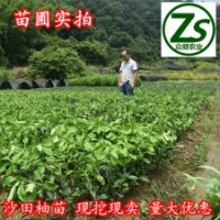 沙田柚樹苗、三紅蜜柚、紅心蜜柚
