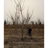 蘋果樹苗 蘋果樹苗價格