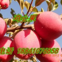 雞心果苗2萬株，龍豐蘋果苗1萬株