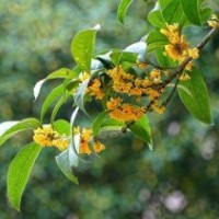 桂花小苗供應,河北區桂花小苗,莎莎園藝(多圖)