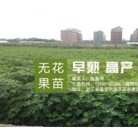 無花果苗,<惠星農場>無花果苗培育專家,金華無花果苗