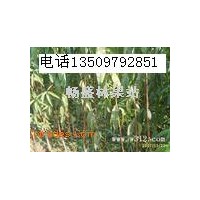 翅果油樹(shù)苗+2-3年翅果油樹(shù)苗+翅果油樹(shù)苗價(jià)格