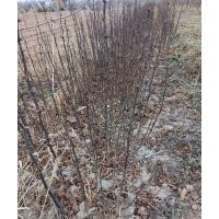 供應花椒苗