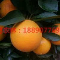千思5號香橙 高糖晚熟耐貯運千思5號香橙 枳殼砧木5號香橙苗