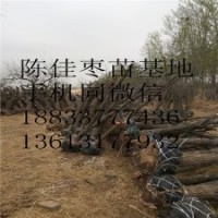 各種規格棗樹果苗