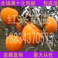 甜柿子苗，甜柿子小苗，山西甜柿子苗