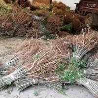 紫穗槐、紫林種植值得信賴、紫穗槐林場