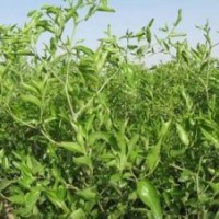 山西棗樹苗品質好價格廉棗樹規格齊全棗樹品種齊全