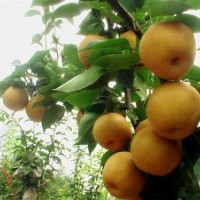 梨苗，晚秋黃梨苗，金秋香梨苗，