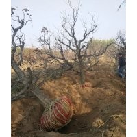 出售果樹山楂樹，梨樹，蘋果樹，柿子樹，葡萄樹，核桃樹