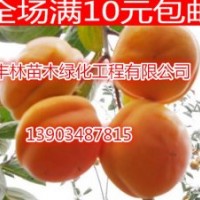山西柿子樹苗價格 柿子樹苗批發報價 磨盤柿子苗