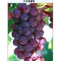 沈陽巨峰葡萄苗、遼寧夏黑葡萄苗、新民葡萄苗大連葡萄苗