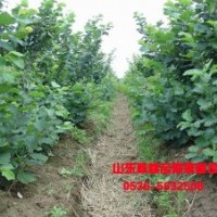 山東榛子苗批發