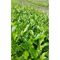 檸檬樹苗 檸檬苗 1年檸檬苗 優質檸檬苗種植