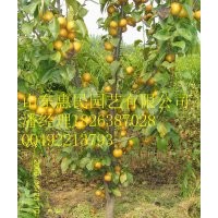 山東秋月梨樹苗批發價格