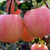 山西紅富士蘋果苗批發