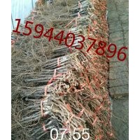 吉林省長春市景麗葡萄苗，鮮食葡萄，果樹苗，苗木批發基地