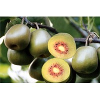 浙江紅心紅陽(yáng)獼猴桃種植基地 獼猴桃樹(shù)苗價(jià)格及栽培技術(shù)