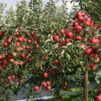 最新品種----矮化M26蘋果苗 臨沂矮化蘋果苗基地