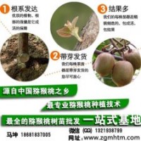 獼猴桃樹(shù),坤威獼猴桃苗,獼猴桃樹(shù)批發(fā)